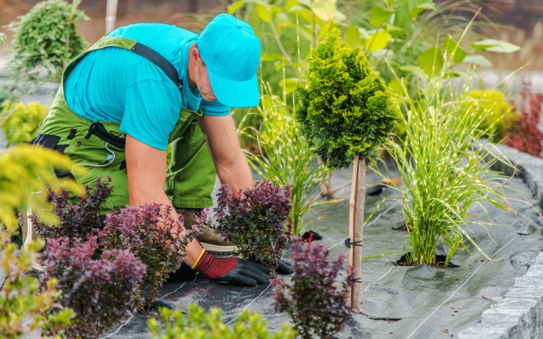Servizio di Giardinaggio Milano, scegli Mare Rosso